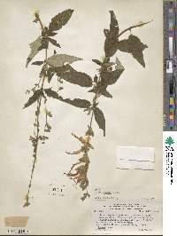 Salvia haenkei image