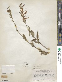 Salvia haenkei image