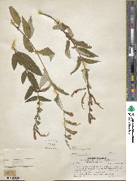 Salvia haenkei image