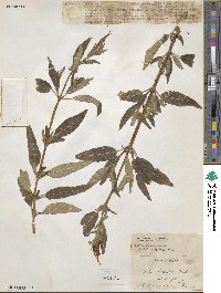 Salvia haenkei image