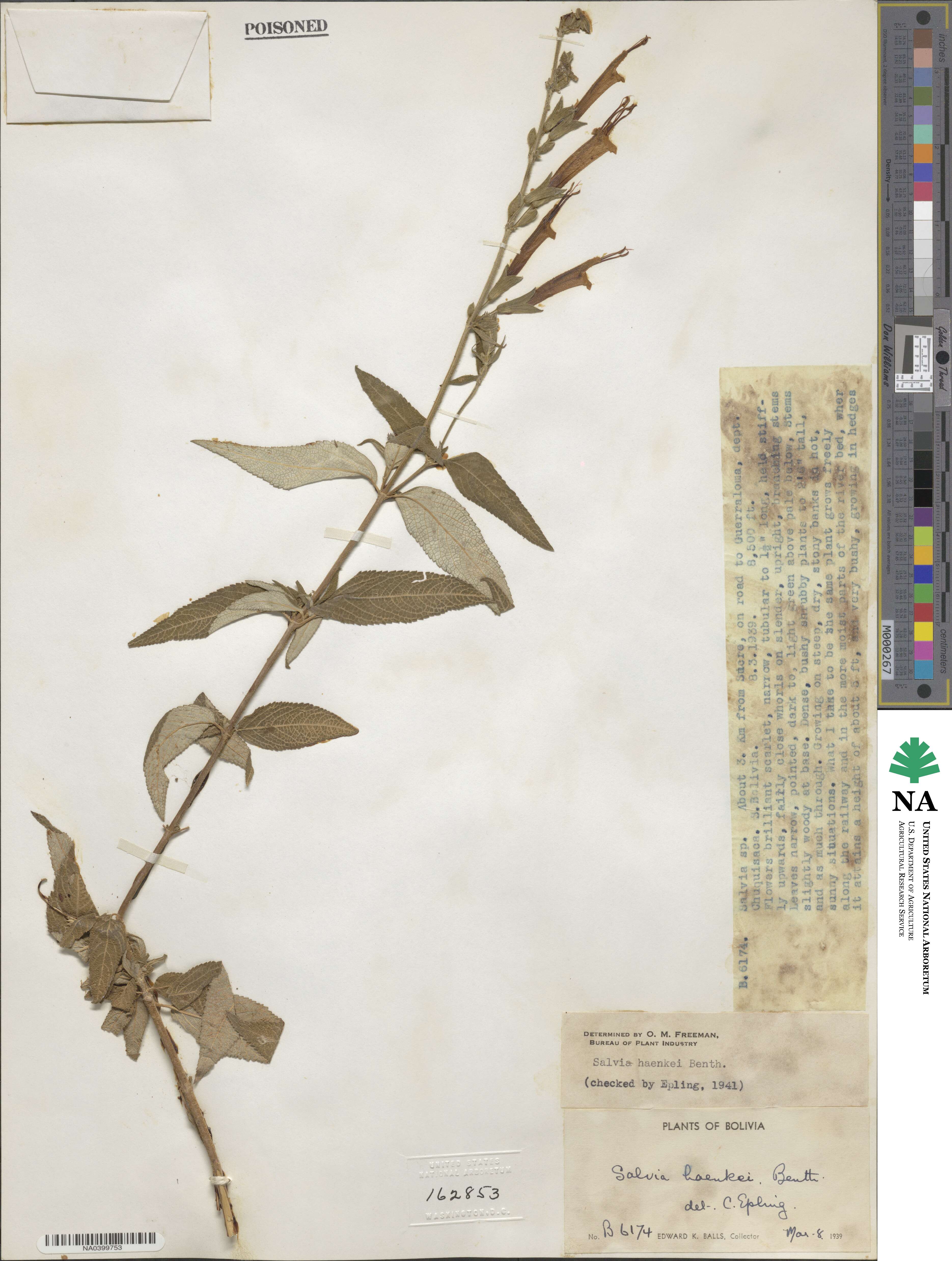 Salvia haenkei image