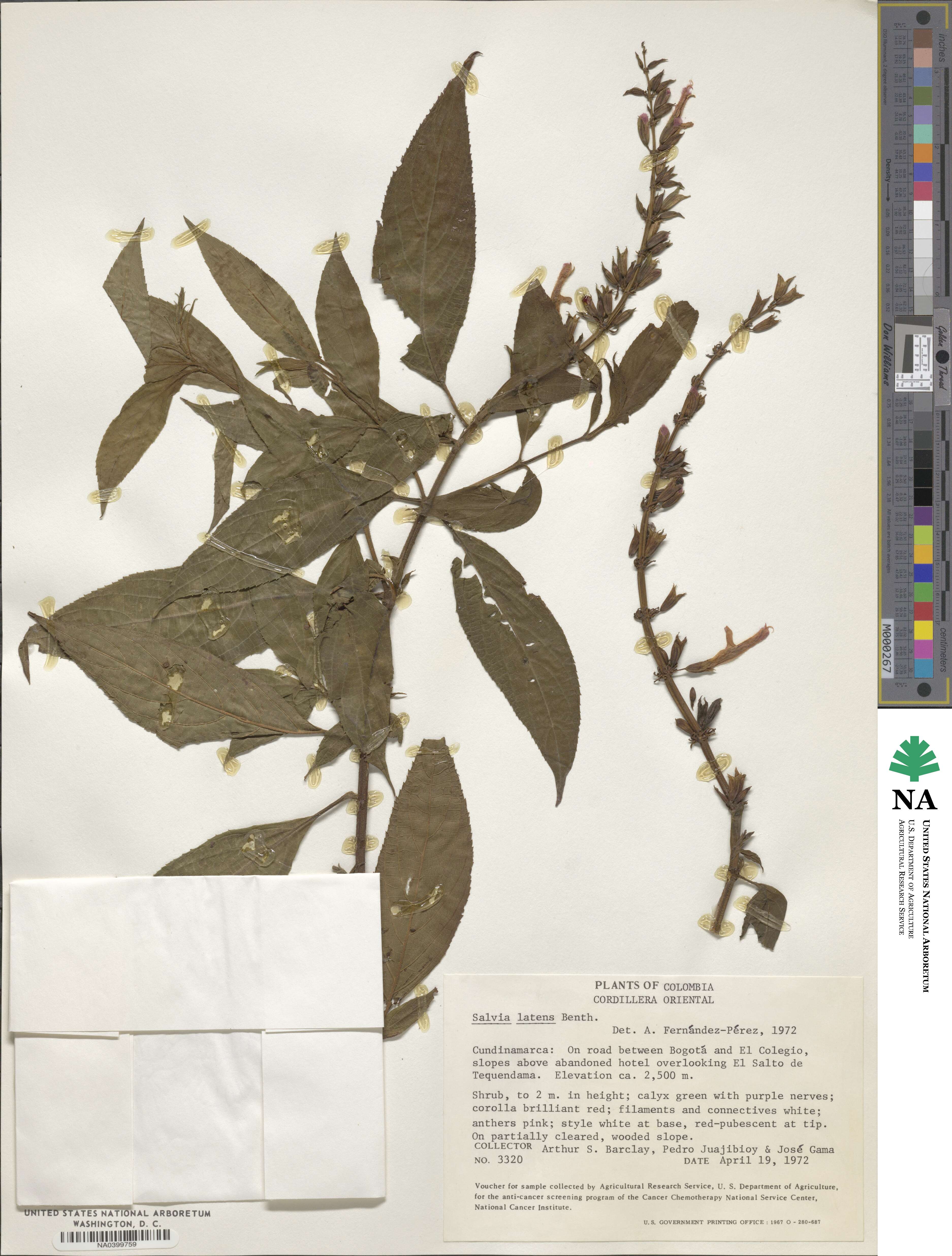 Salvia rufula subsp. latens image