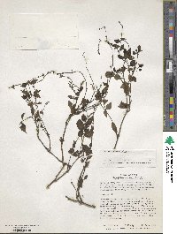 Salvia occidentalis image