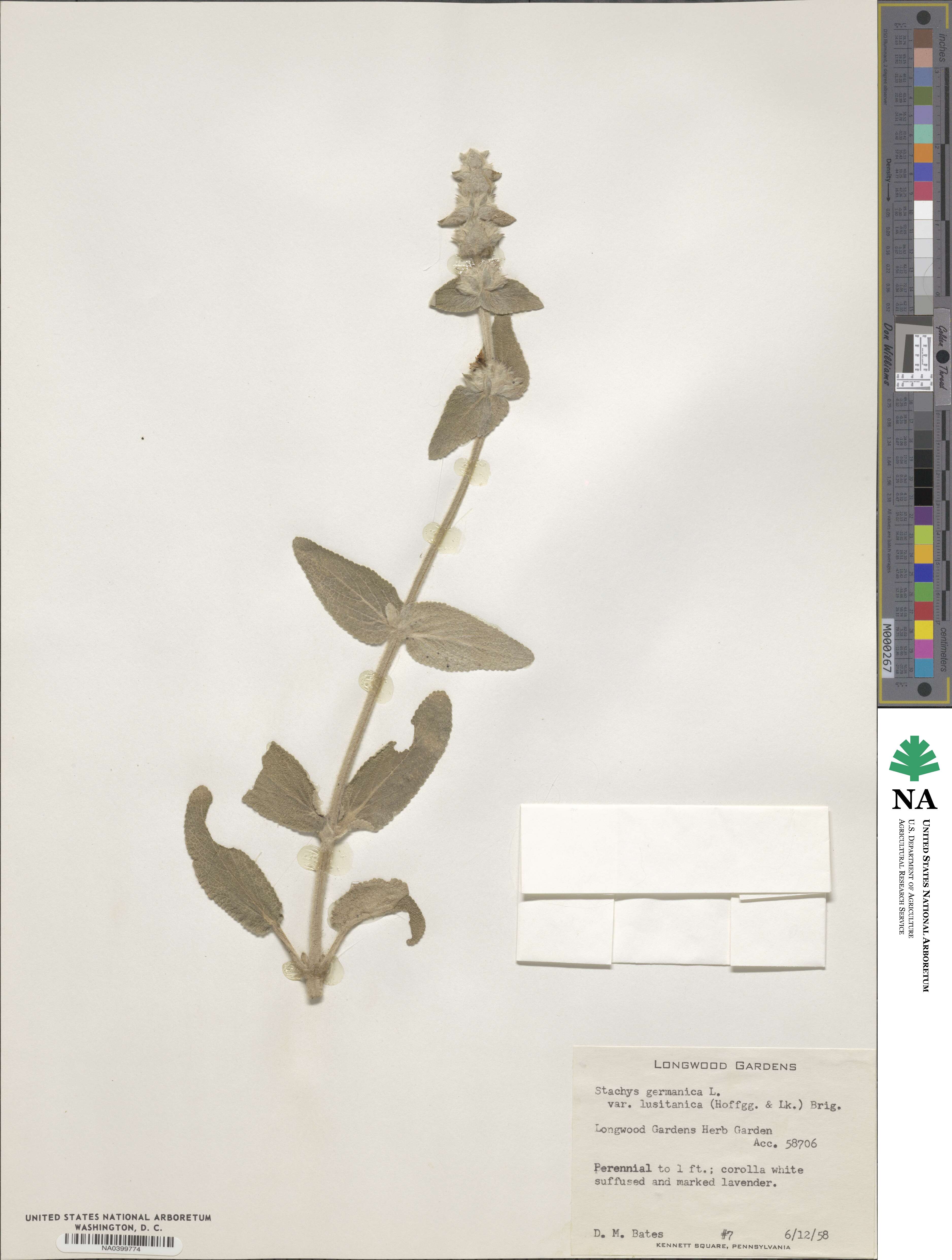 Stachys germanica subsp. germanica image