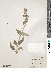 Stachys germanica subsp. germanica image