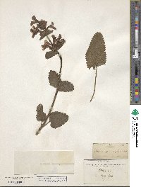 Stachys grandiflora image