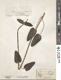 Stachys grandiflora image