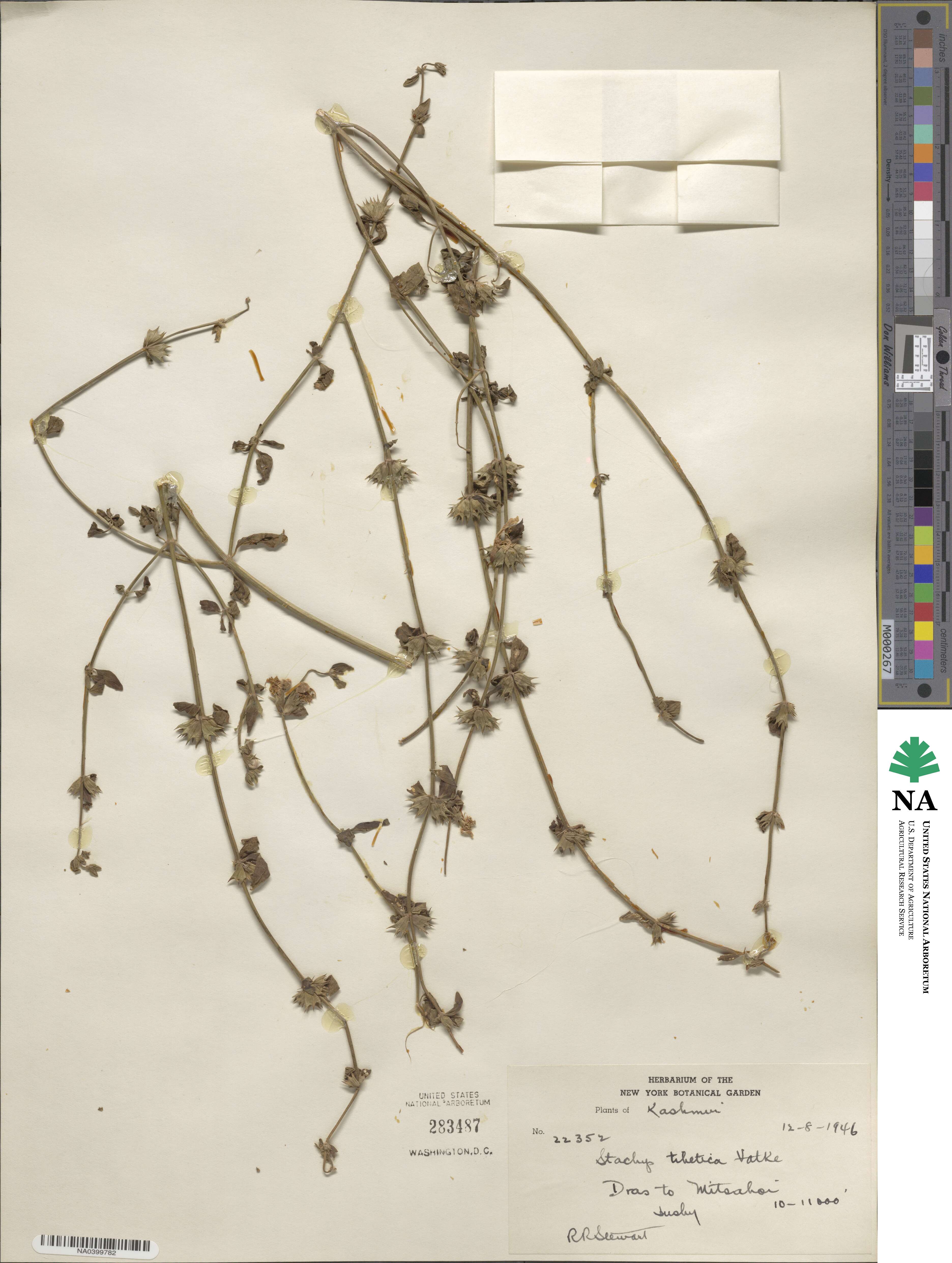 Eriophyton tibeticum image