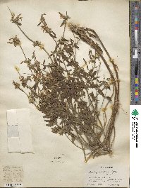 Eriophyton tibeticum image