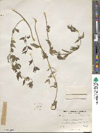 Eriophyton tibeticum image