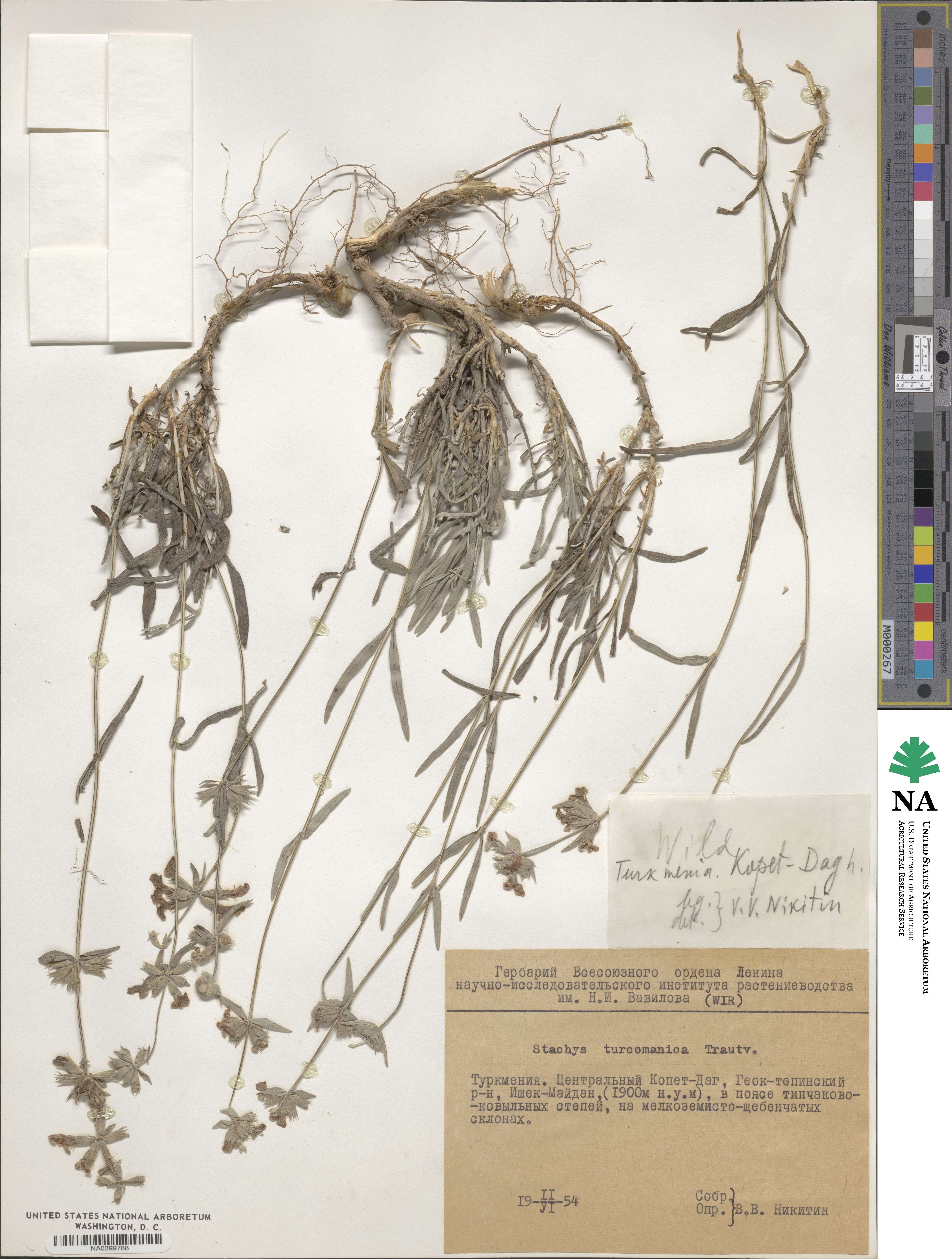 Stachys turcomanica image