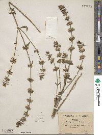 Stachys arenaria image