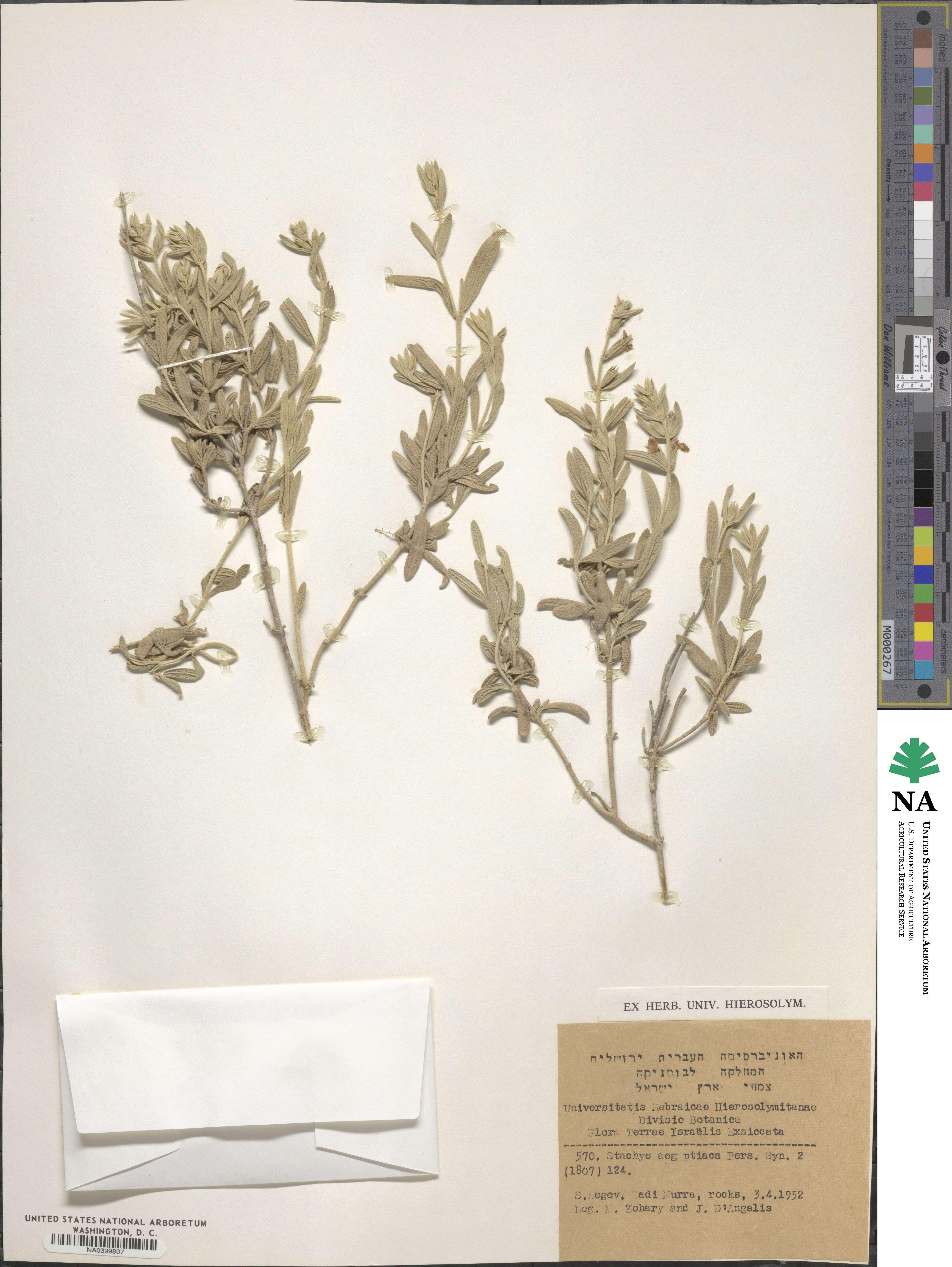 Stachys aegyptiaca image