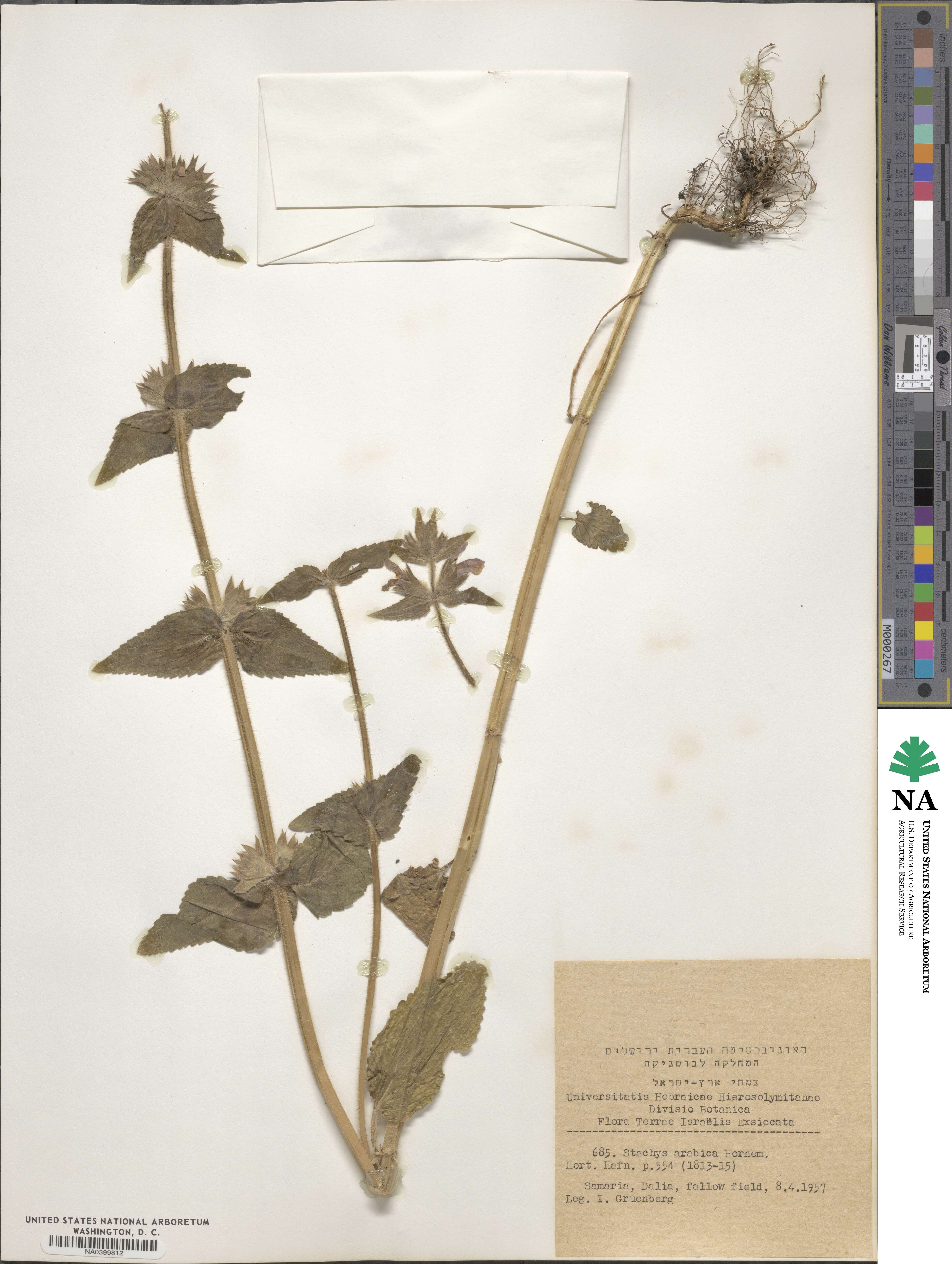 Stachys arabica image