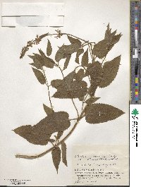 Stachys riederi image