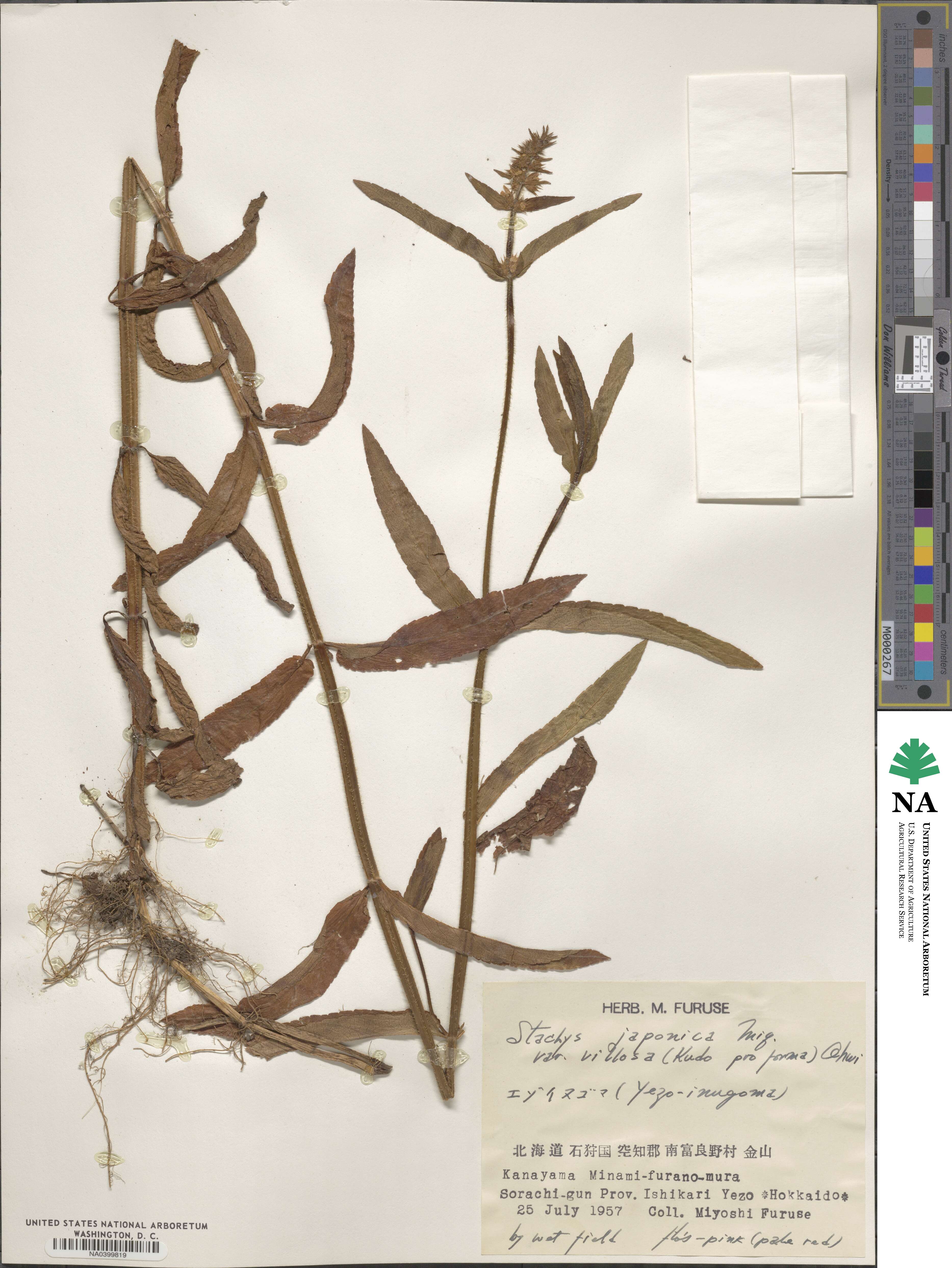 Stachys riederi var. japonica image