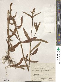 Stachys riederi image