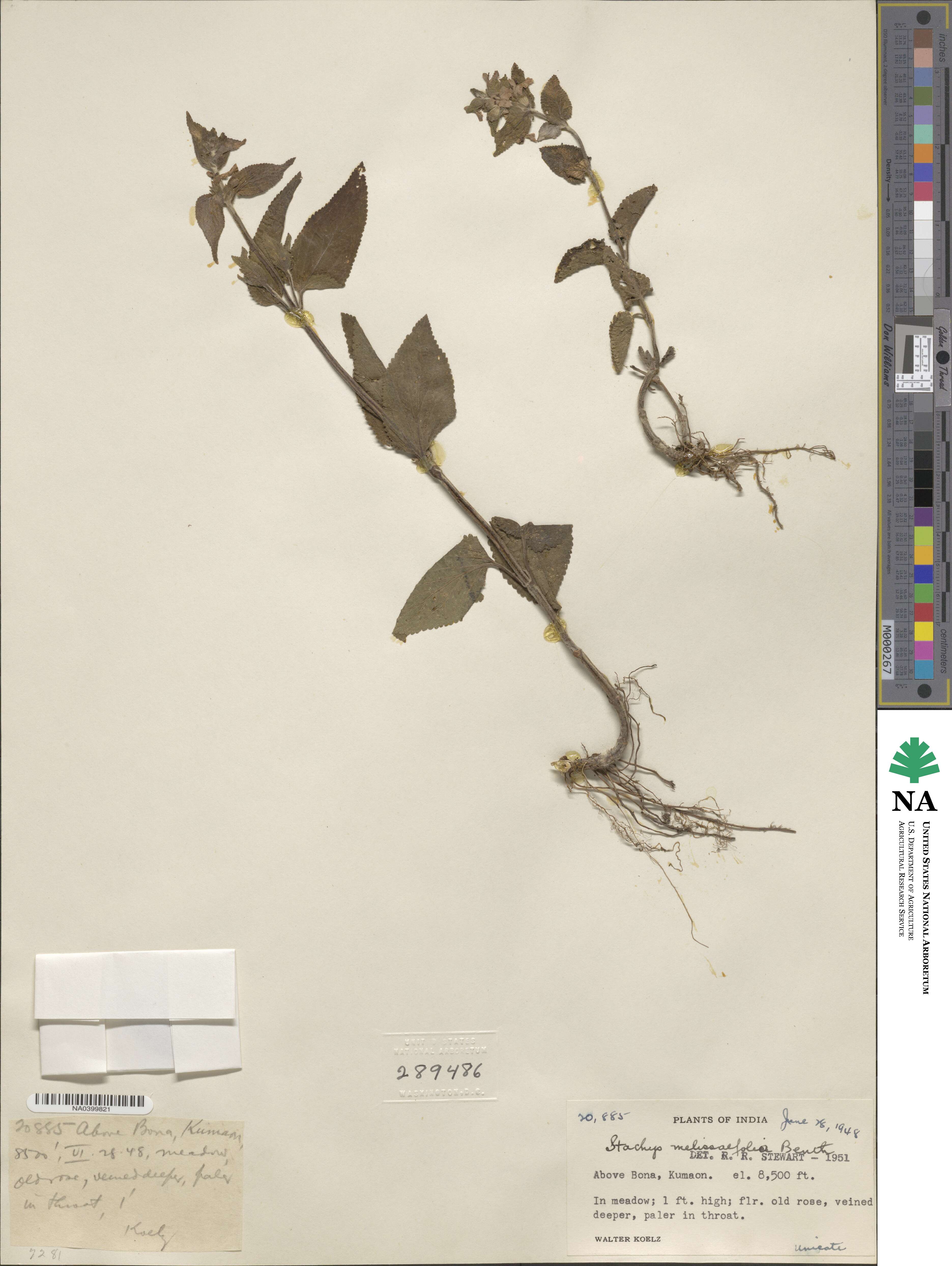 Stachys melissaefolia image