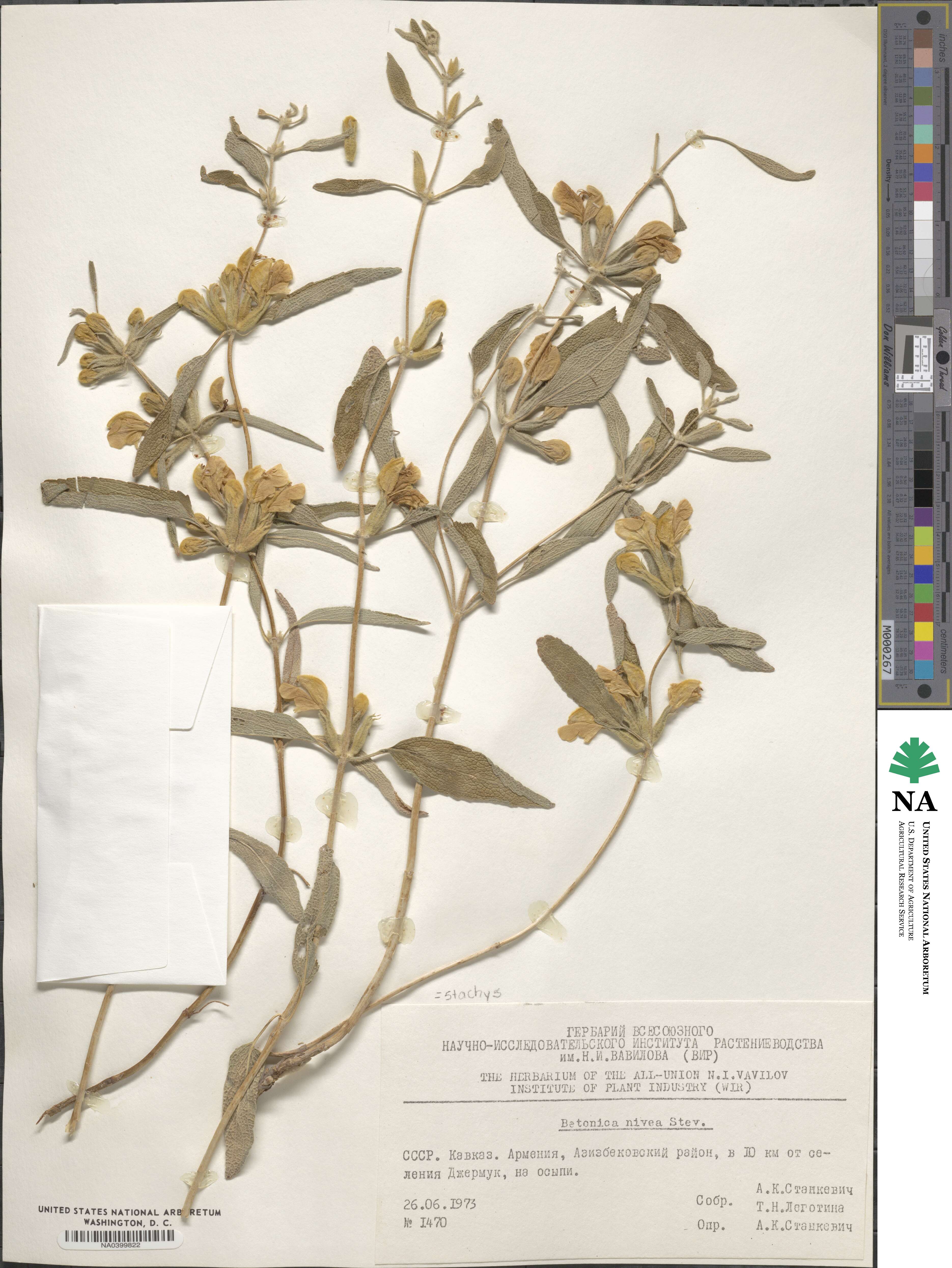 Stachys nivea image