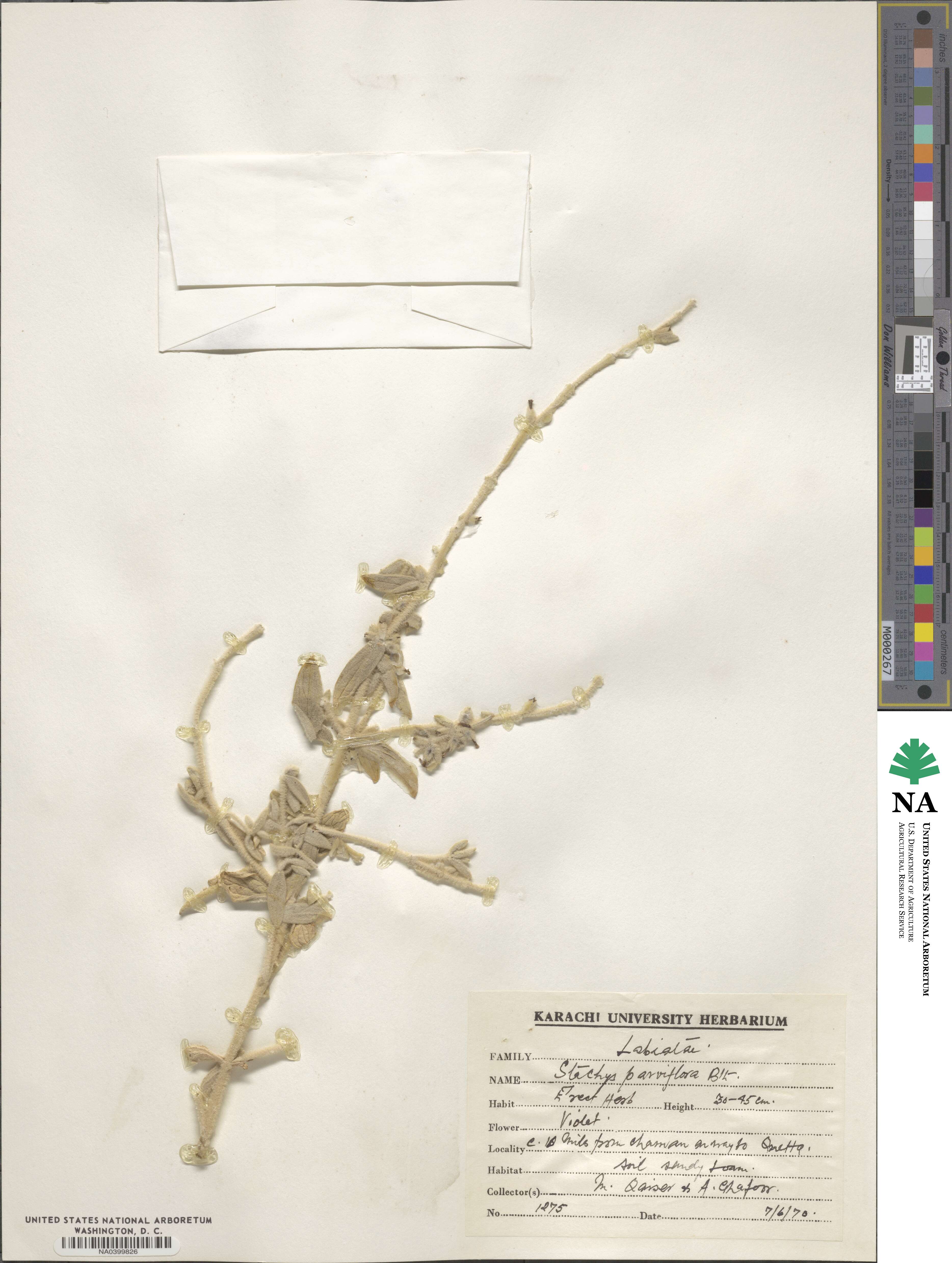 Phlomidoschema image