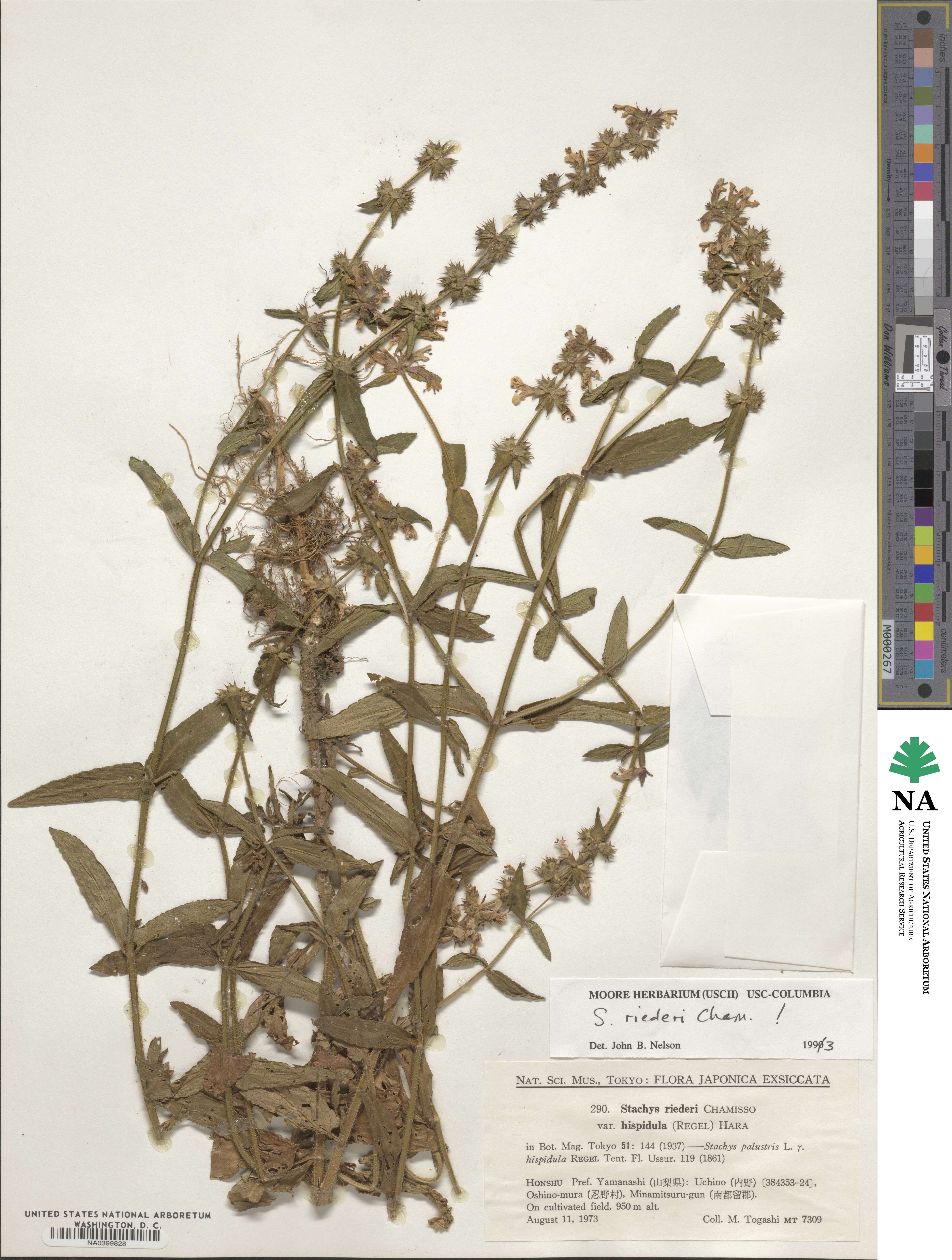 Stachys riederi var. hispidula image