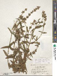 Stachys riederi image