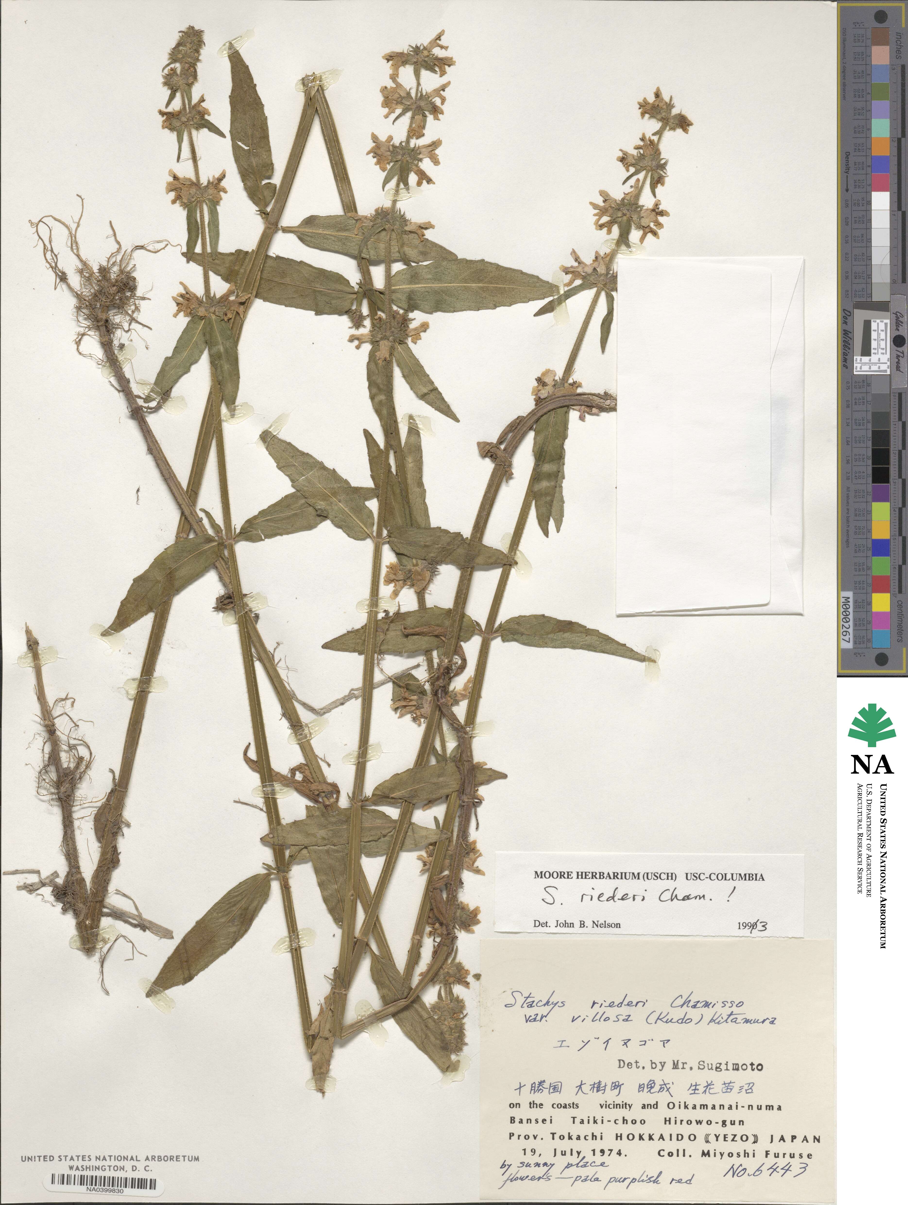 Stachys riederi image