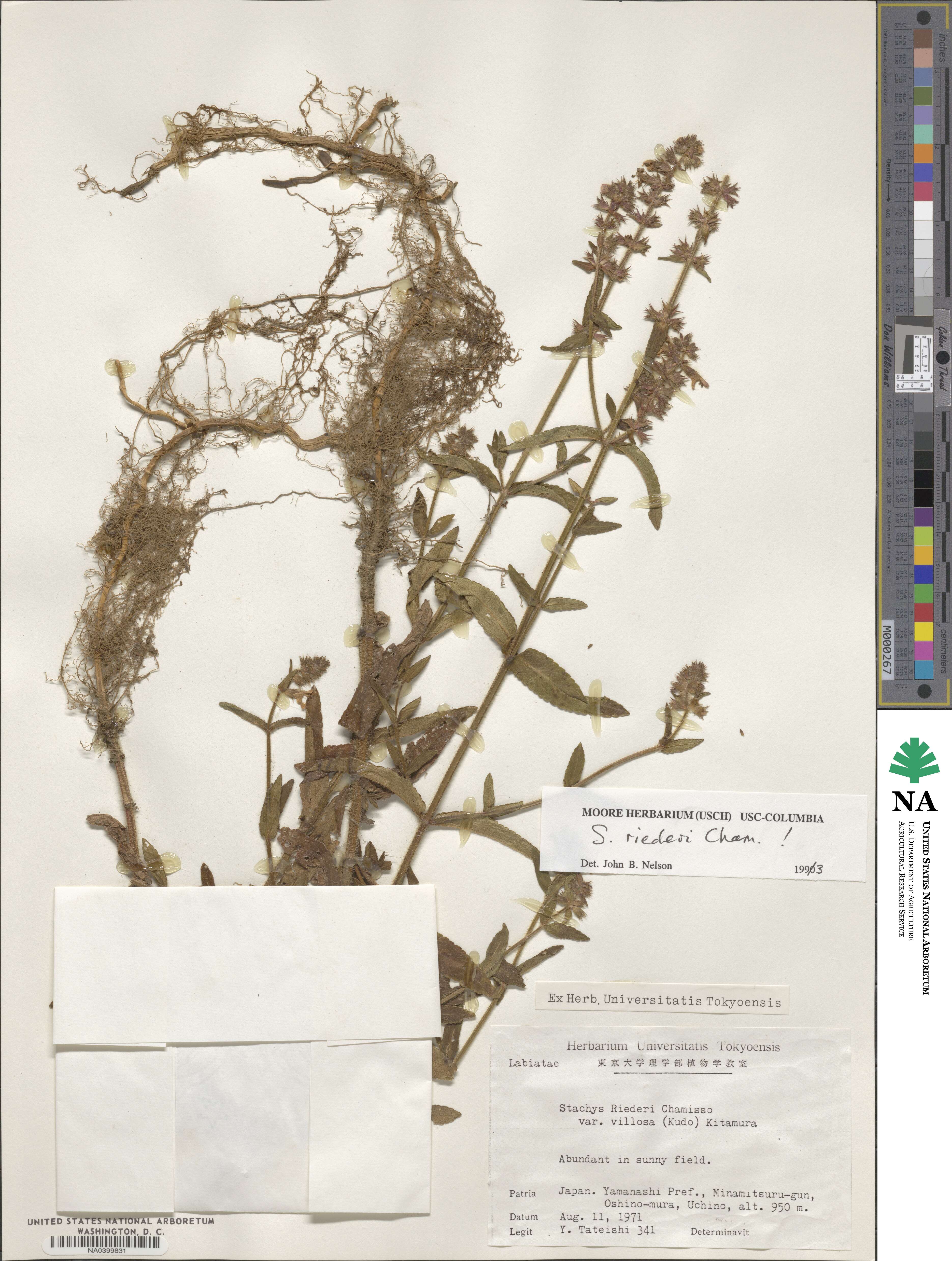 Stachys riederi var. japonica image