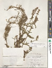 Stachys riederi var. japonica image