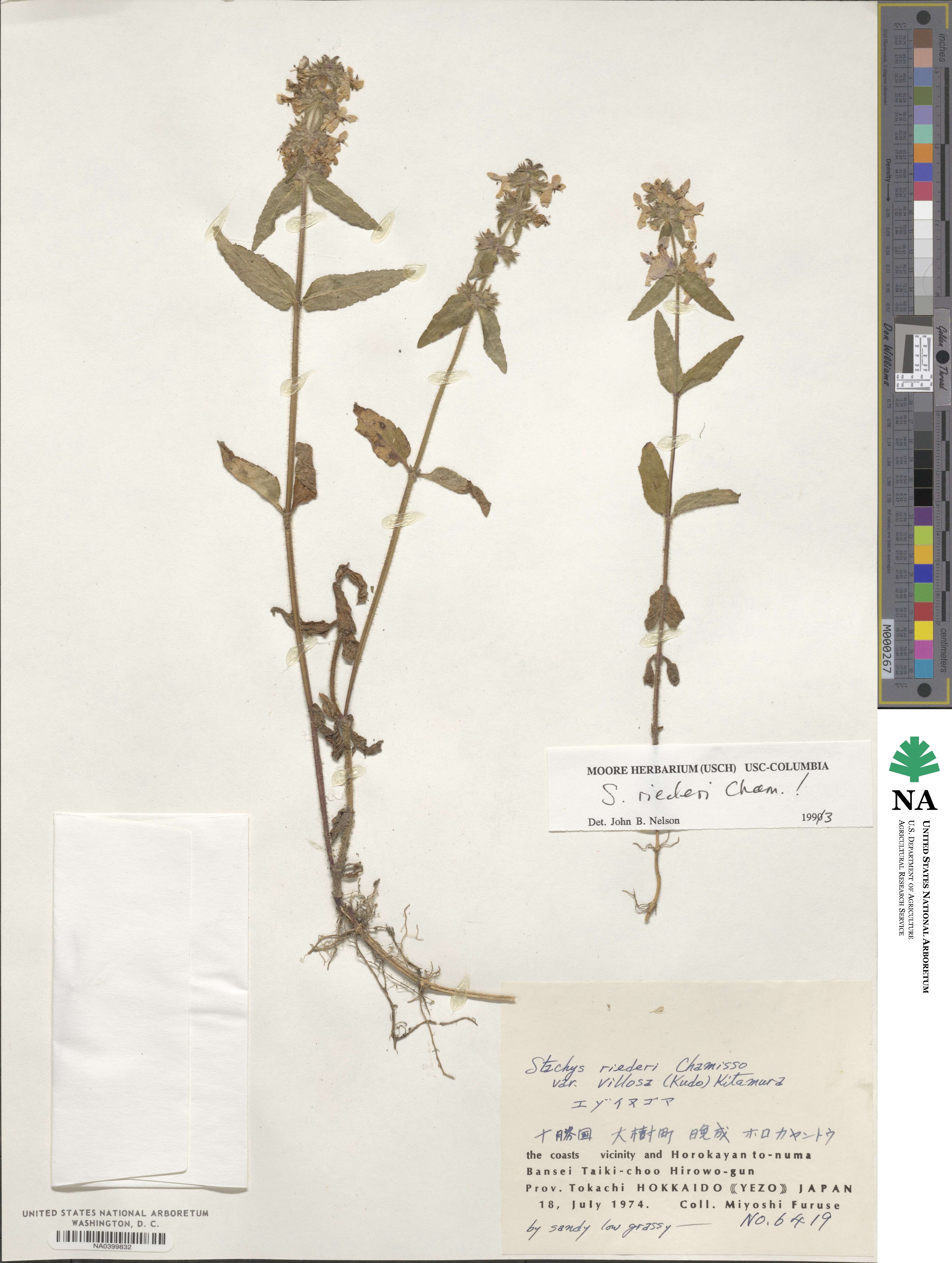 Stachys riederi var. japonica image