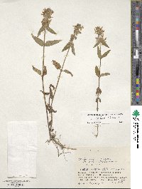 Stachys riederi var. japonica image