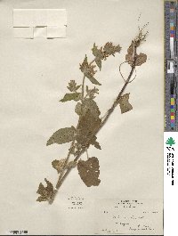 Stachys sericea image