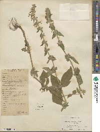 Stachys sericea image