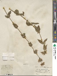 Stachys sericea image