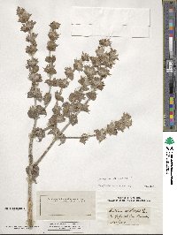 Salvia aethiopis image