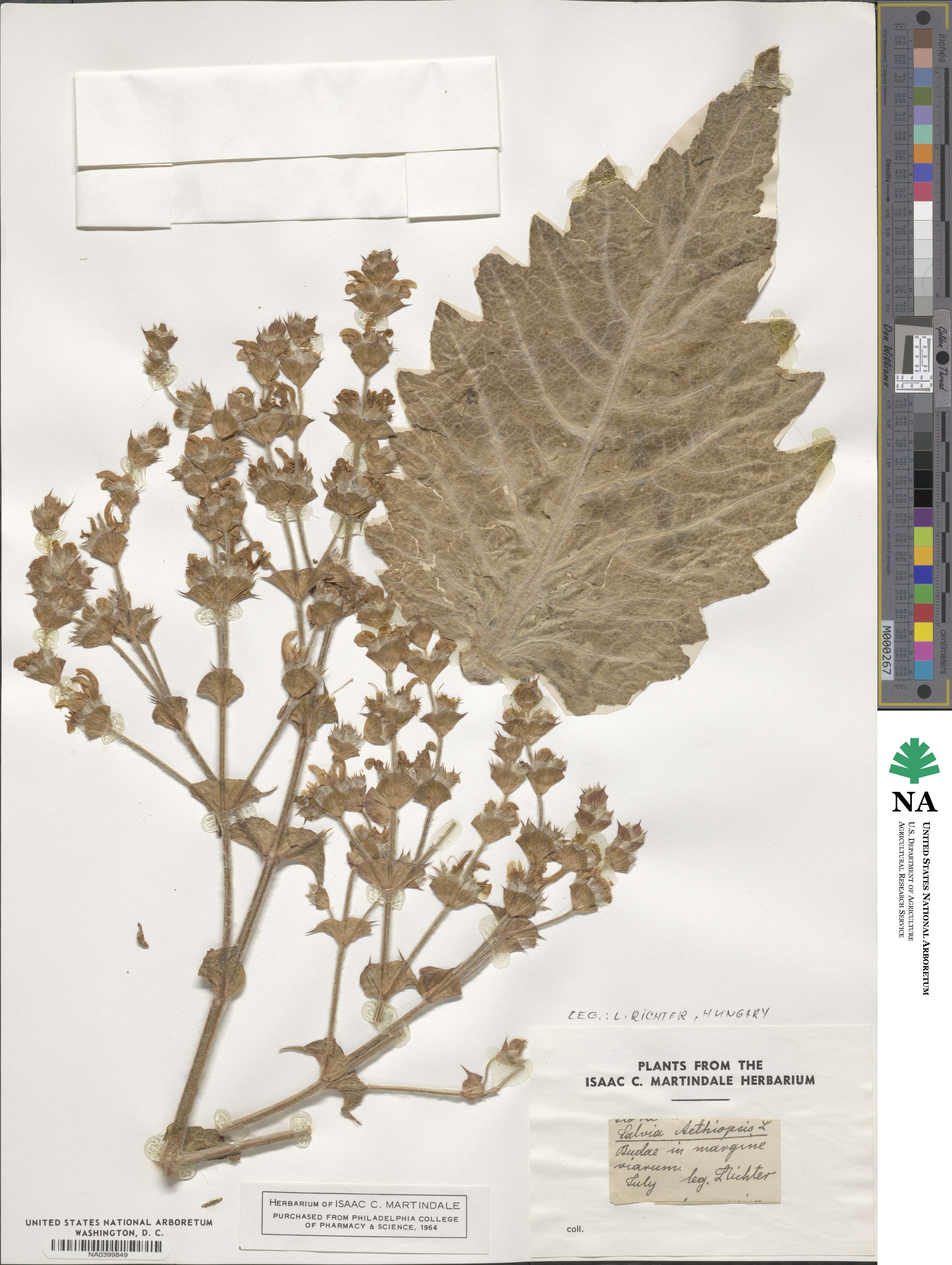 Salvia aethiopis image