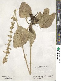 Salvia austriaca image