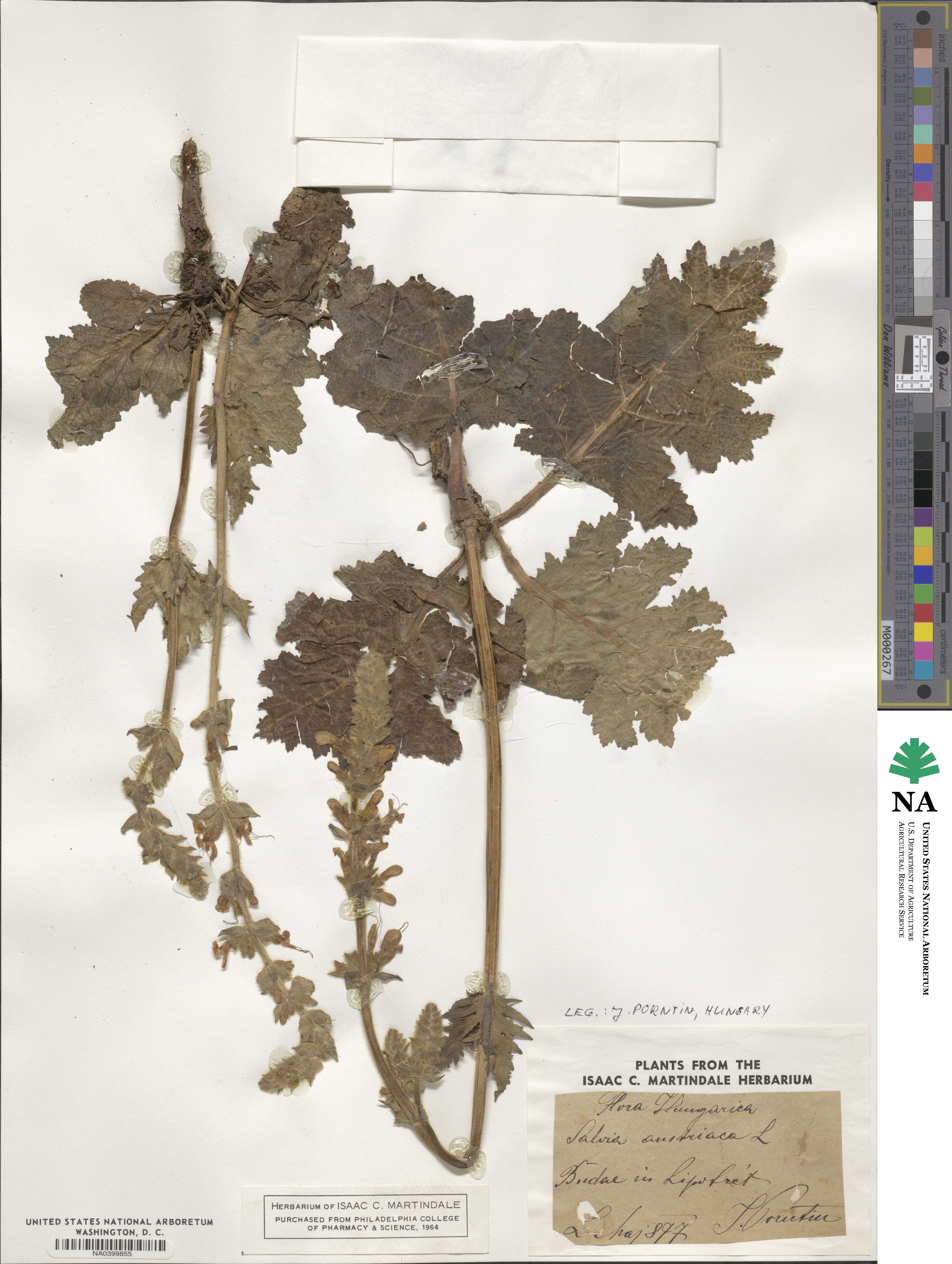 Salvia austriaca image