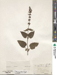 Stachys sylvatica image