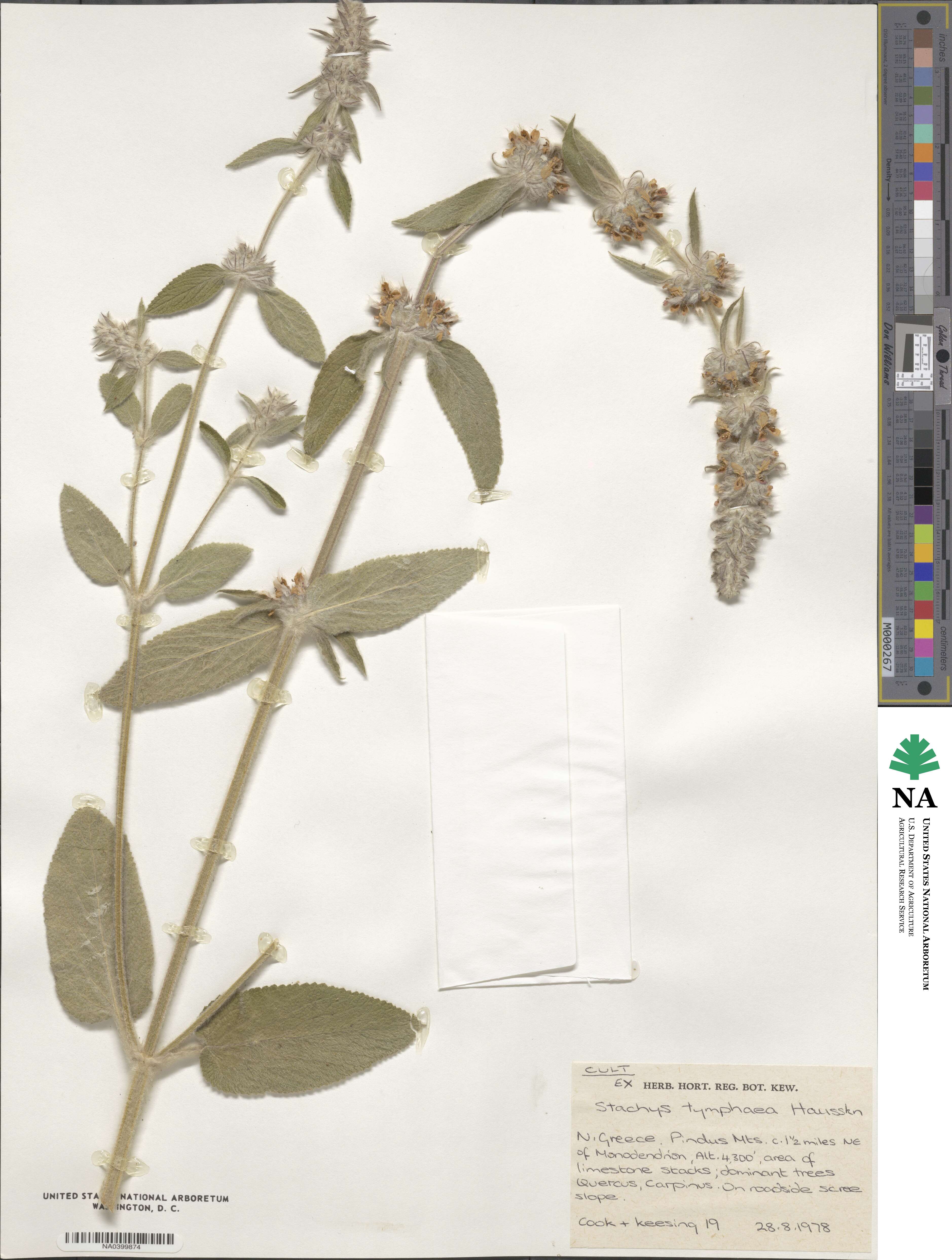 Stachys tymphaea image