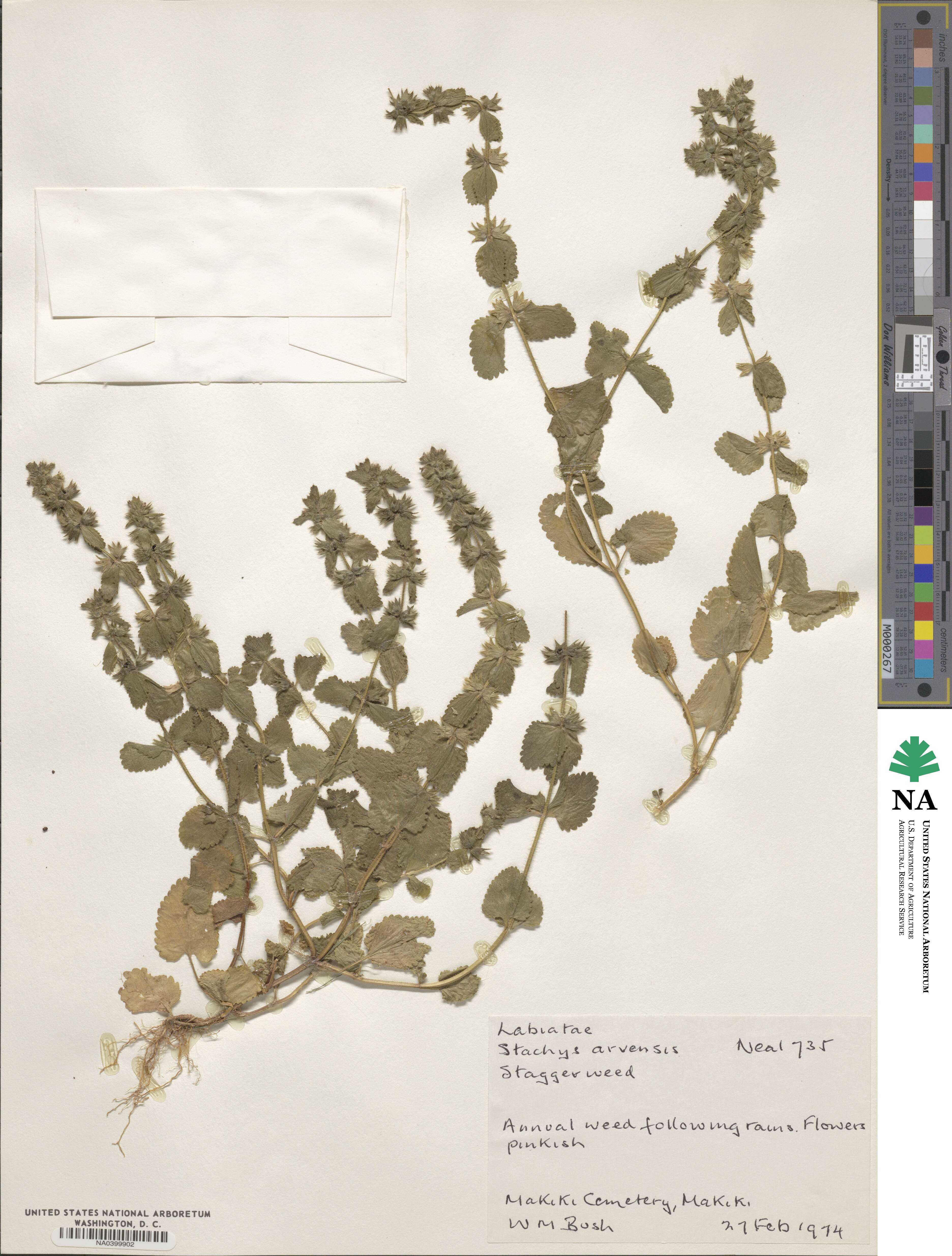 Stachys arvensis image
