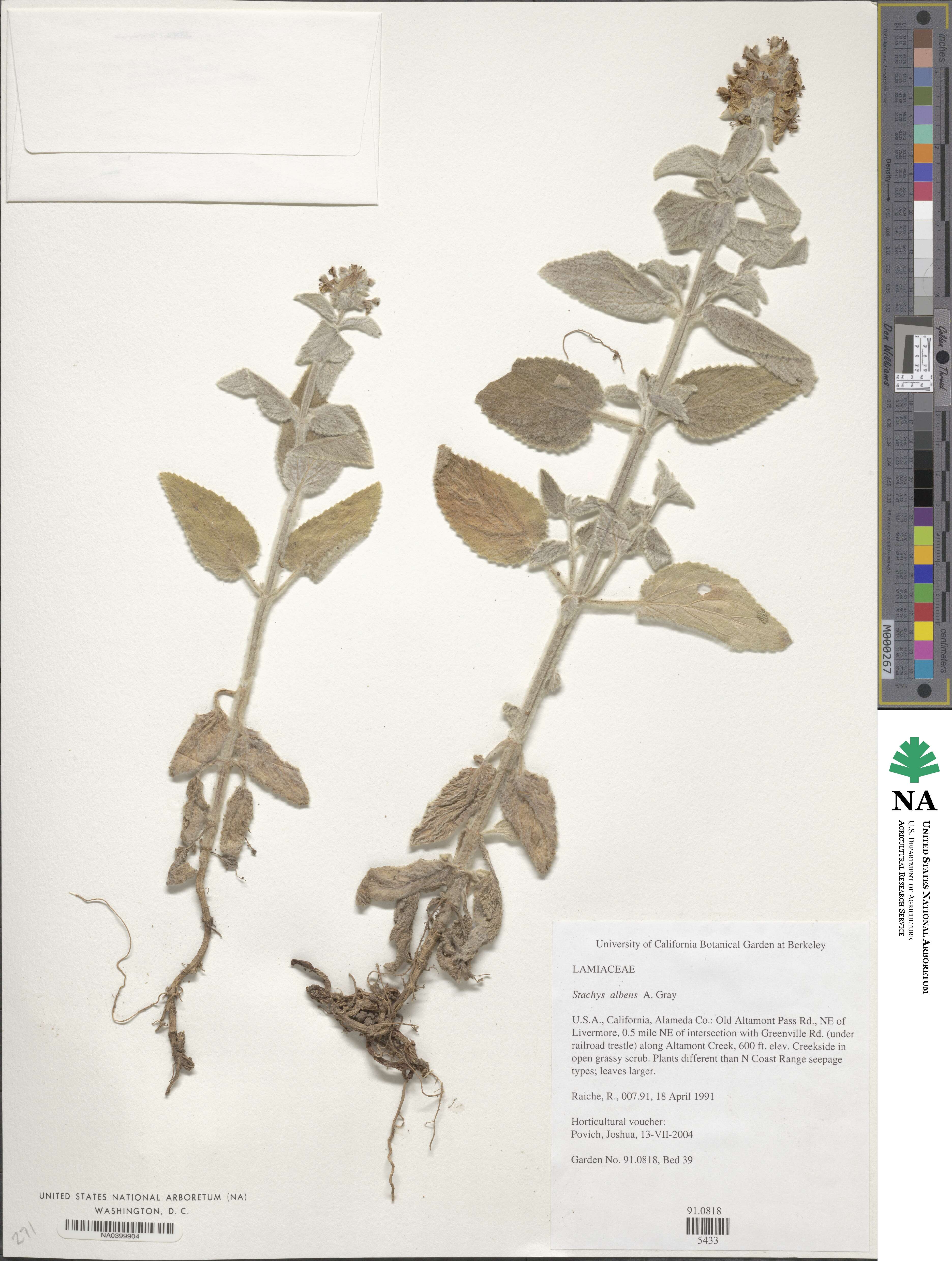 Stachys albens image