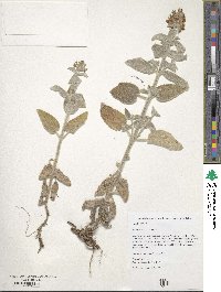 Stachys albens image