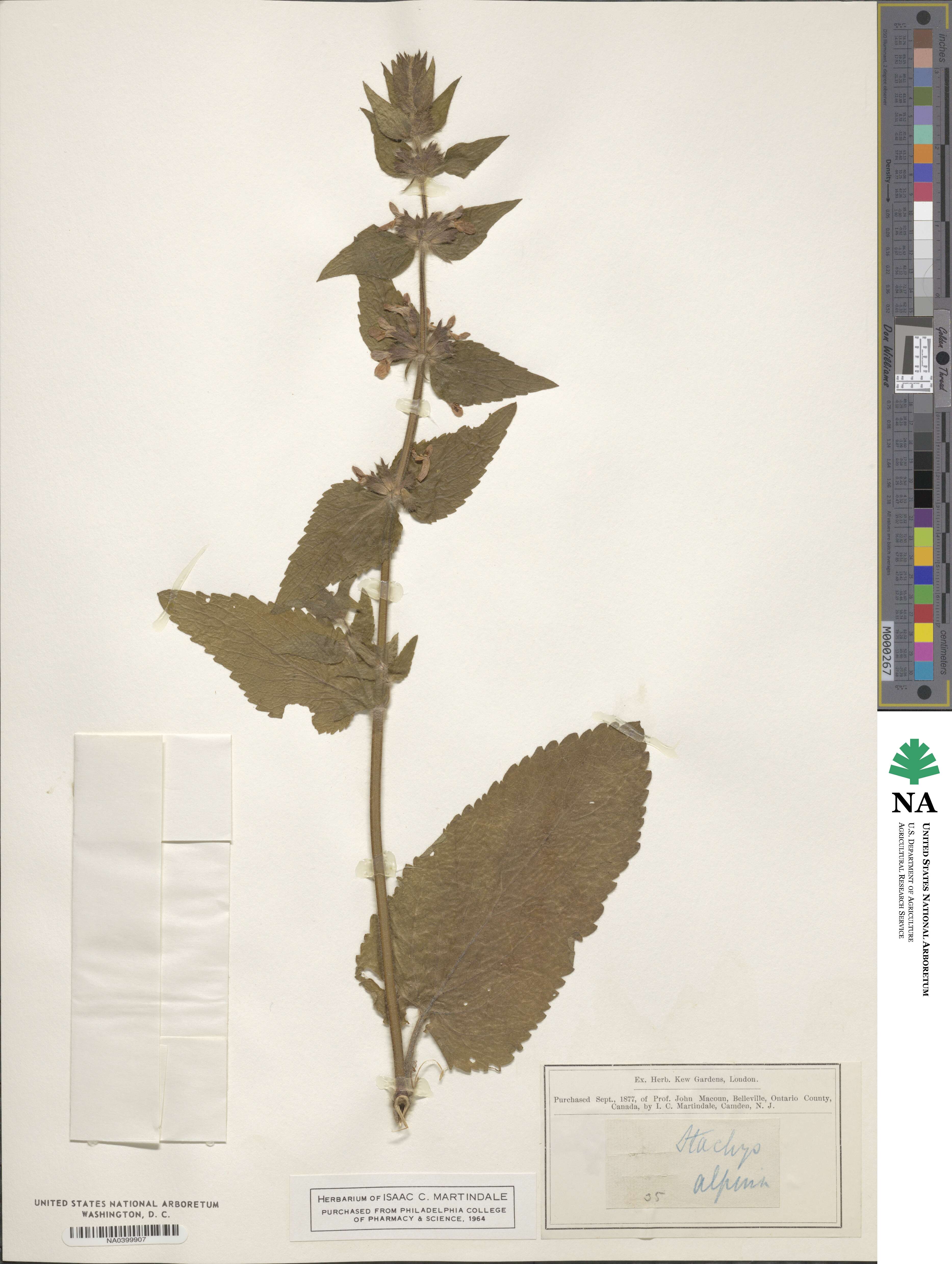 Stachys alpina image