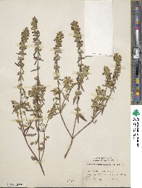 Stachys annua image