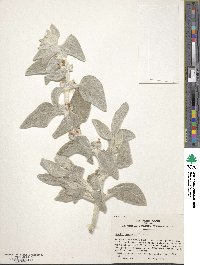 Stachys byzantina image