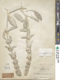 Stachys byzantina image