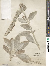 Stachys byzantina image