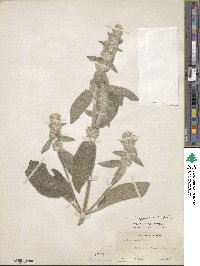 Stachys byzantina image