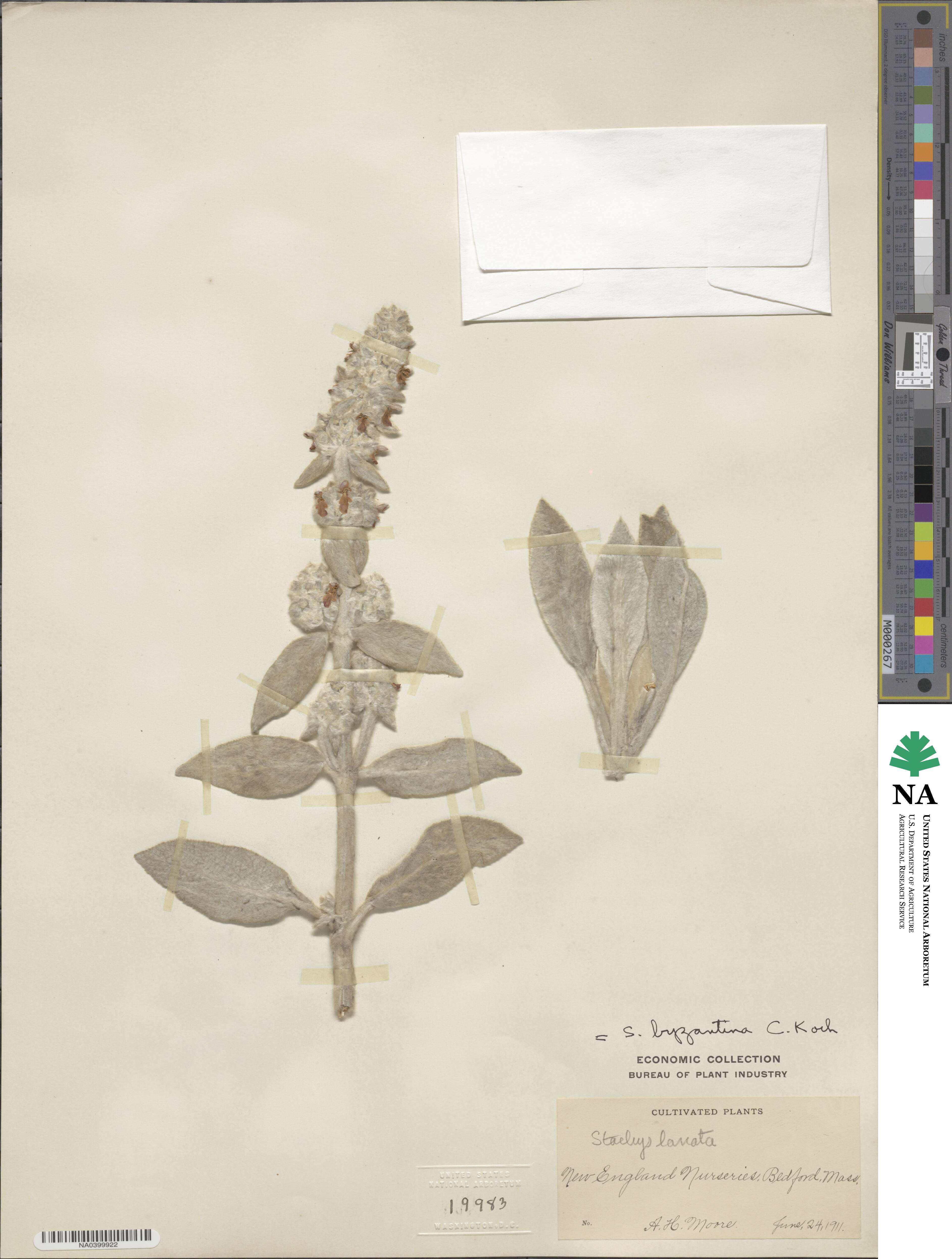 Stachys byzantina image